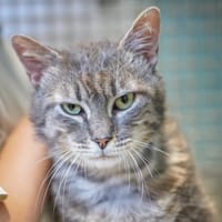 MOKA (promis), chat à adopter
