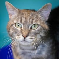 MOKA, chat à adopter