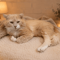 SIMBA QCT (j'ai trouvé ma famille), chat à adopter