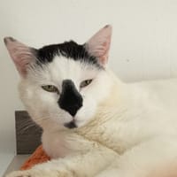 BANDIT C, chat à adopter