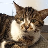 GRANNY C, chatte à adopter