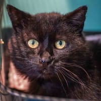 ONYX, chat à adopter