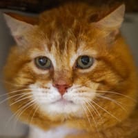 ZUMO, chat à adopter