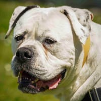 CHANEL, chienne à adopter