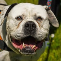 CHANEL, chienne à adopter
