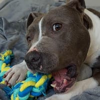 LUTH, chien à adopter
