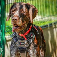 NIELS, chien à adopter
