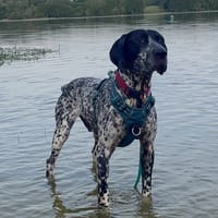PRINCE, chien à adopter