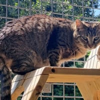 JENGA QCT, chatte à adopter