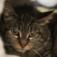 SHANEL, chatte à adopter