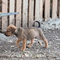 OSLOW, CHIOT MÂLE BERGER CRÉOLE, chien à adopter