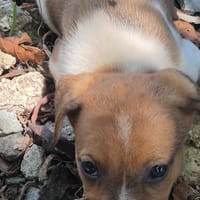 SEYA, CHIOT FEMELLE BERGER DES CANNES NON-LOF, chienne à adopter