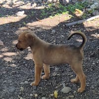 ZIGGY, CHIOT MÂLE BERGER CRÉOLE, chien à adopter
