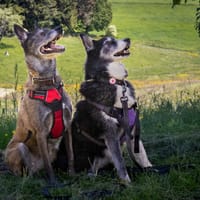 Kiara et Malia, chienne à adopter
