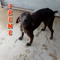 Irene, cane femmina da adottare