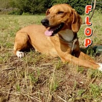 Flop, cane da adottare