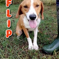 Flip, cane da adottare