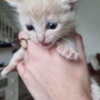 roxane, chatte à adopter