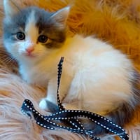 PRUNELLE, chatte à adopter