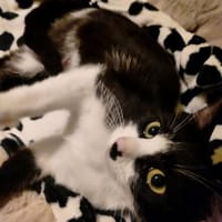 DAISY, chatte à adopter