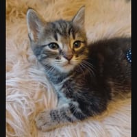 SIMON, chat à adopter