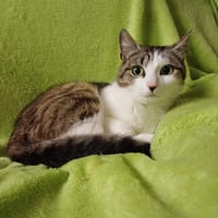 Wannabe, chatte à adopter