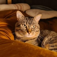 Baqara, chat à adopter