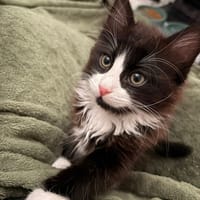 OLIVE, chatte à adopter