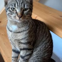 CLARENCE, chat à adopter