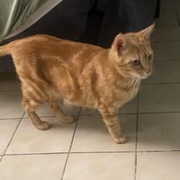 Rubi, chatte à adopter