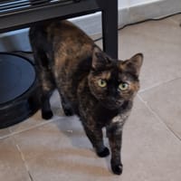 Smarties, chatte à adopter