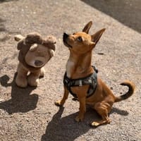 kleiner -Haudegen- möchte Hund sein, Hund zur Adoption