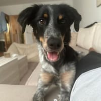 Sansli verliert sein Zuhause :-(((, Hund zur Adoption