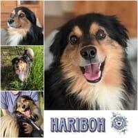 HARIBOH * mitten ins Herz gehüpft, Hund zur Adoption
