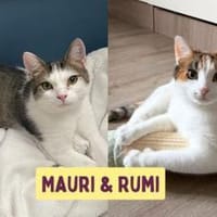 Traumpaar Mauri&Rumi sucht ein Zuhause, Kater zur Adoption