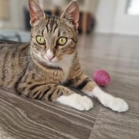 Sina liebt es zu kuscheln, Katze zur Adoption