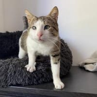 Lounis - Kleiner Charmeur sucht dich, Kater zur Adoption