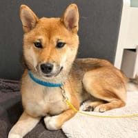 Yukki - der Wirbelwind, Hündin zur Adoption