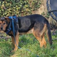 Champ sucht Altersruhesitz, Hund zur Adoption