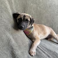 Pippa-Kleine Schmusemaus sucht ihr Glück, Hündin zur Adoption