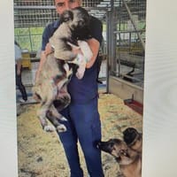 Kleine Zoe ab 04.06. auf PS in Offenburg, Hündin zur Adoption