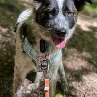 Hummel die Liebe / in 82284, Hündin zur Adoption