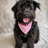 Lykke Freundliche Hundedame, Hündin zur Adoption