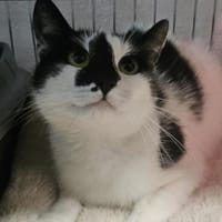 Elke möchte endlich ankommen, Katze zur Adoption