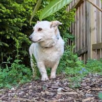zuckersüße kleine Dori bei München!, Hündin zur Adoption