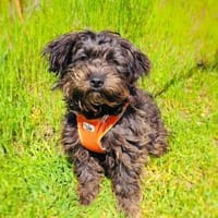 Schnoodle Mix Mädchen sucht Zuhause, Hündin zur Adoption