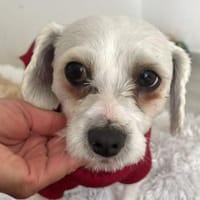 Puffy💕wartet ab 30.5. in 27367 Hellwege, Hund zur Adoption