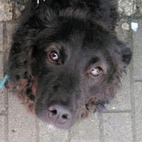 Wuschel LOCCO, Hund zur Adoption