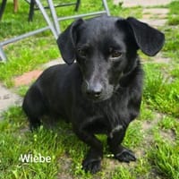 Wiebke, ein zauberhafter Dackel Mix, Hündin zur Adoption