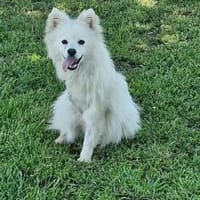 VINNI SUCHT SEIN FÜR-IMMER-ZUHAUSE, Hund zur Adoption